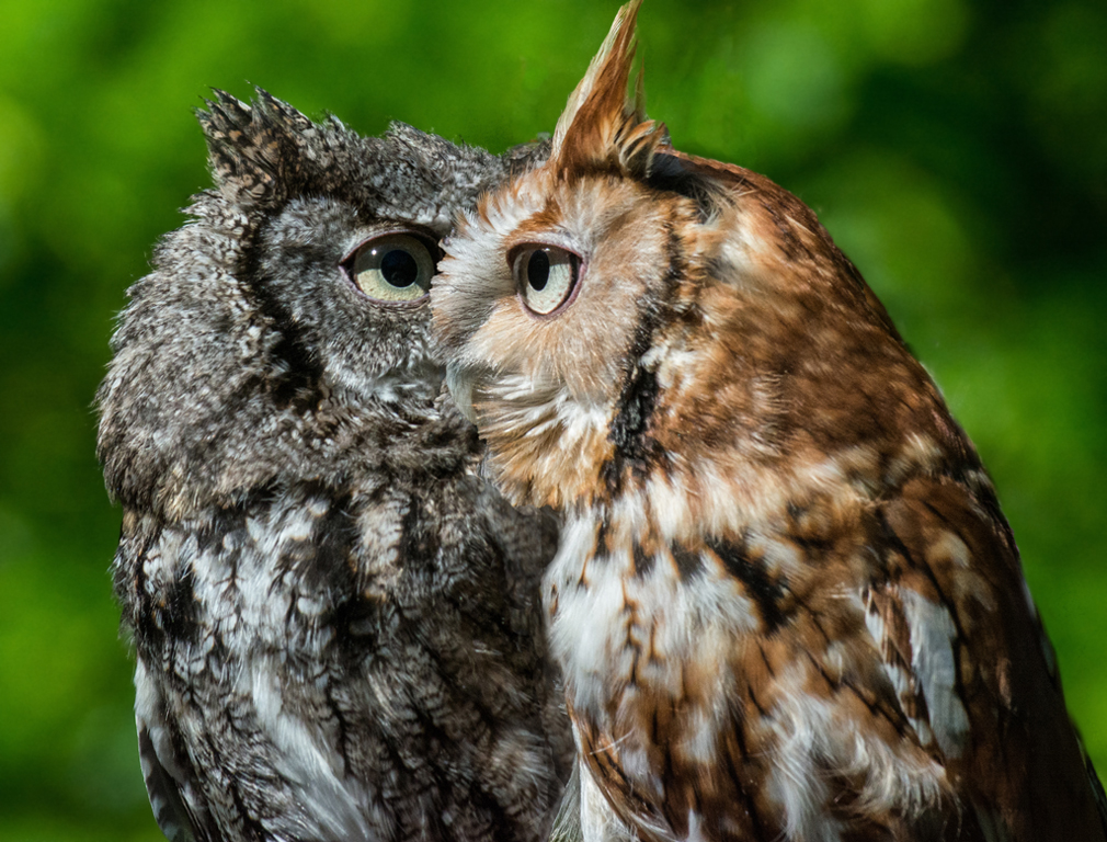 Nature In Class A By Steve Lombardi For LOOKING AT WHO NOV-2018.jpg